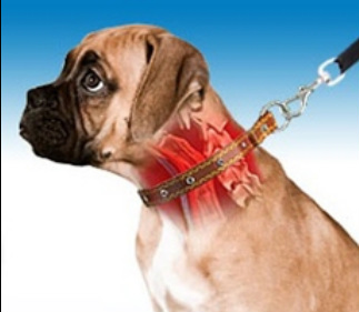 semi choke dog collar